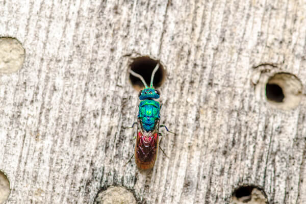 Gmeine Goldwespe (Chrysis ignita)