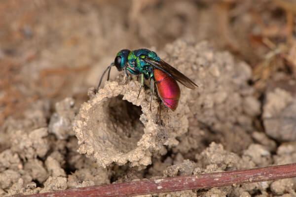 Gemeine Goldwespe (Chrysis ignita)