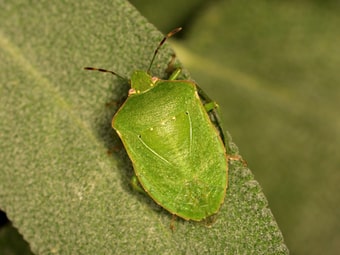 Grüne Reiswanze (Nezara viridula) auf Salbeiblatt