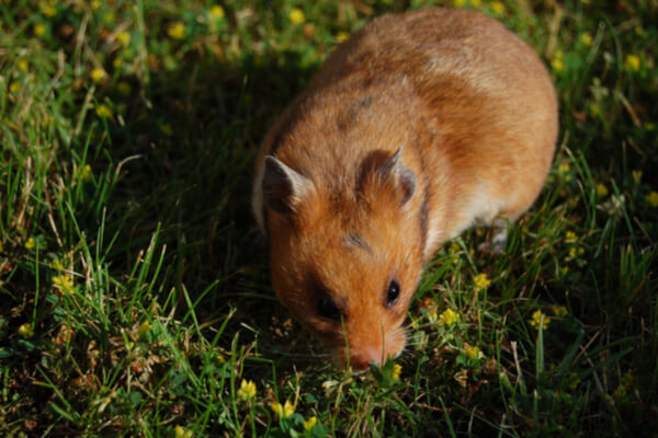 Hamster auf Wiese