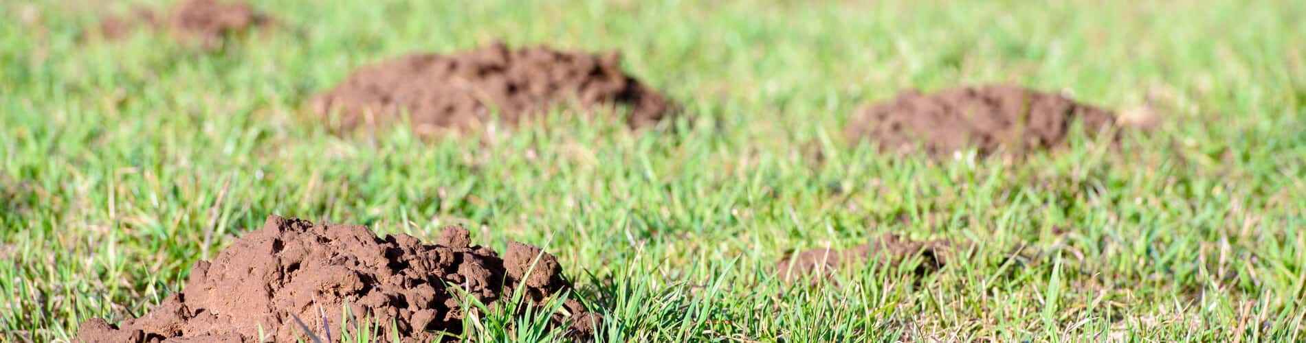 Schwermäuse im Garten: Biologie und Umgang