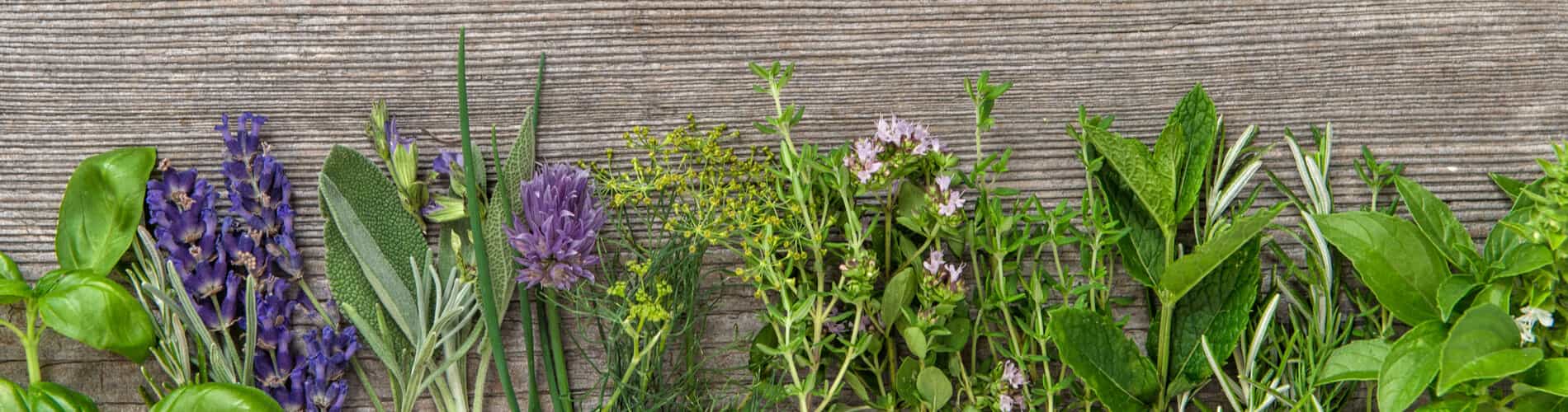 Heilpflanzen von der Sommerwiese: erkennen, anabuen & nutzen