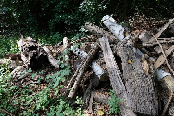 Asthaufen im Wald