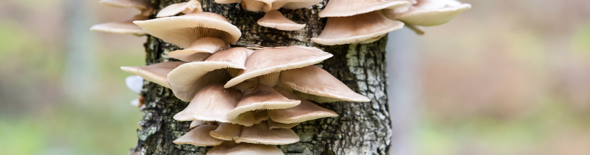 Holzzerstörende Pilze an Gehölzen