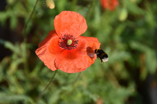 Hummel Nützling