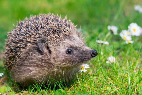 Igel auf Wiese