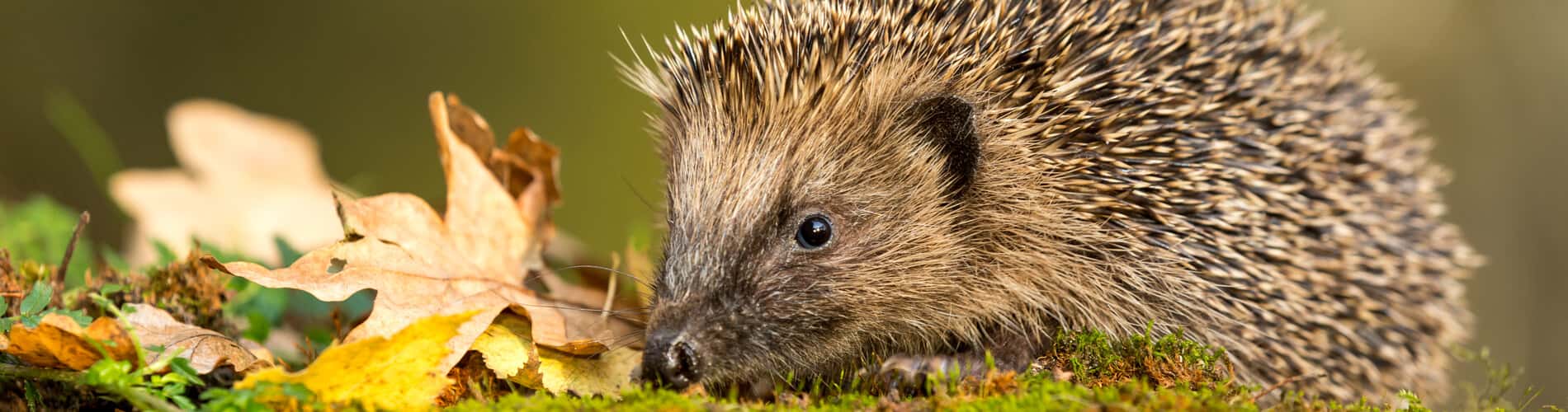 Igel: So unterstützen Sie die fleissigen Nützlinge