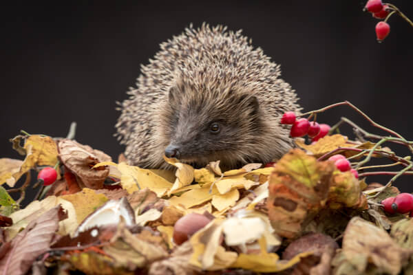 Igel im Herbst