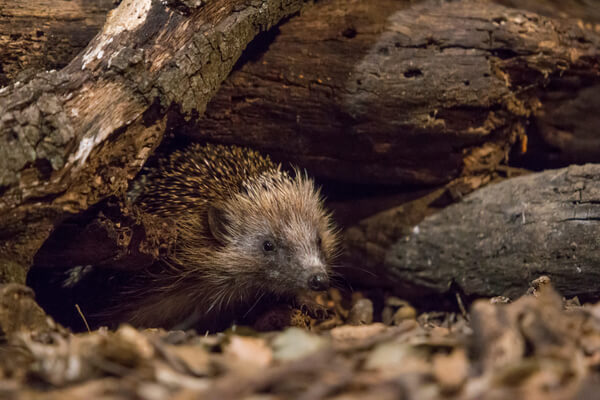 Igel im Holzhaufen