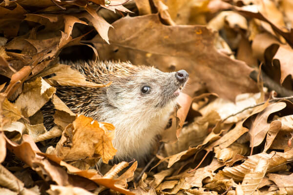 Igel im Herbst