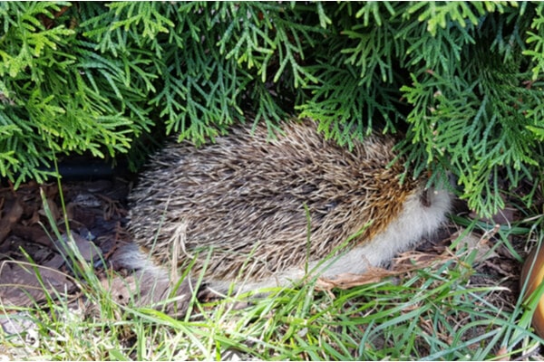 Igel geht unter Hecke