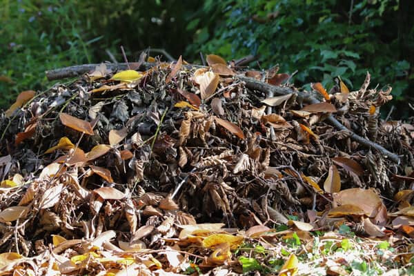 Igel im Nest