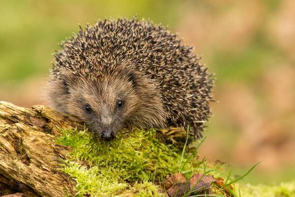 Igel als Nützling