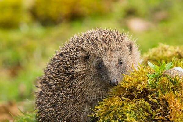 Igel fressen die lästigen Schnecken im Garten