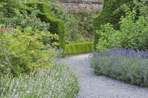 Immergrüne Pflanzen Lavendel