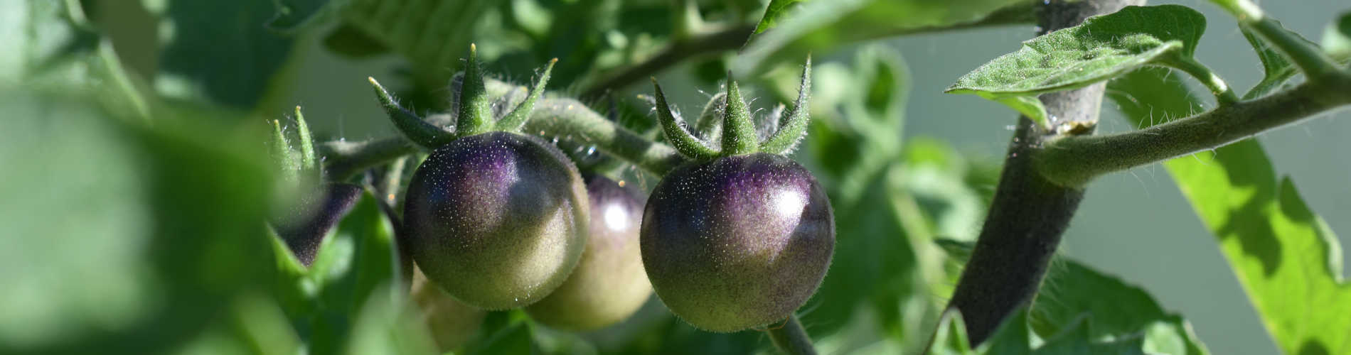 Indigo-Tomate: Kräftige Farben im eigenen Garten