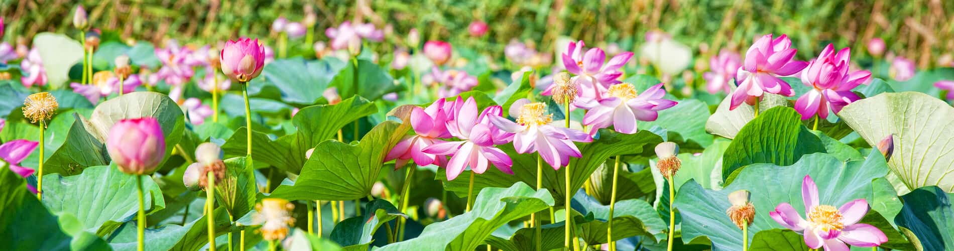 Indische Lotusblume: Mystische Pflanze für Garten & Balkon