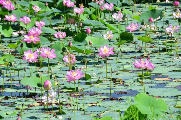 Indische Lotusblume im Teich