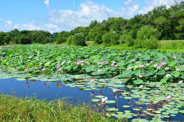 Indische Lotusblume im Wasser