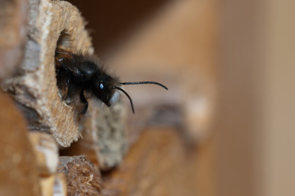 Insektenhotel mit Wildbienen