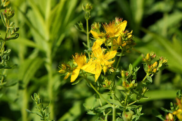 Johanniskraut (Hypericum perforatum) Blüte