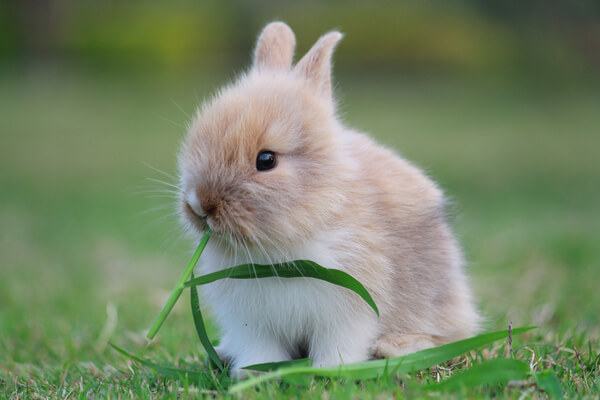 Kaninchen-Hase auf Wiese
