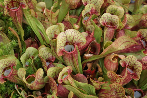 Kannenpflanzen (Sarracenia purpurea)