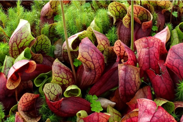 Kannenpflanzen (Sarracenia purpurea)