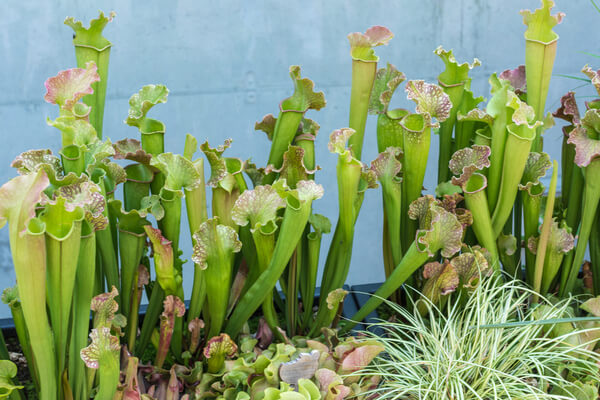 Kannenpflanzen (Sarracenia purpurea)