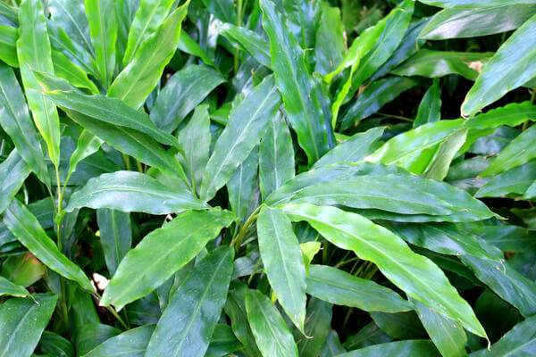 Kardamom (Elettaria cardamomum) Blätter