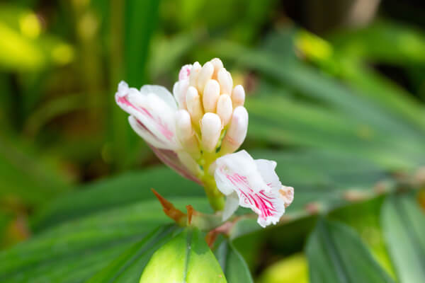 Kardamom (Elettaria cardamomum) Blüte