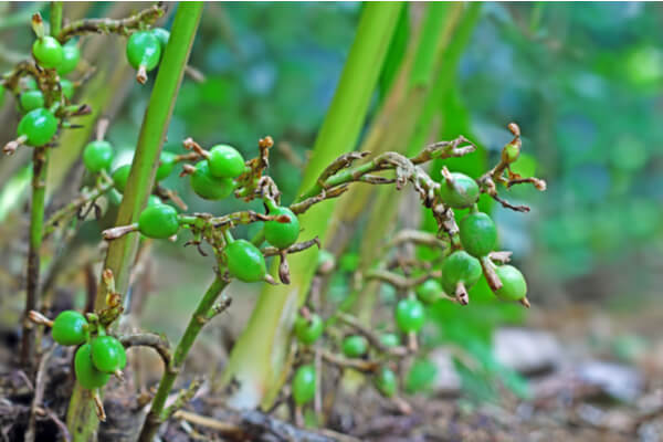 Kardamom (Elettaria cardamomum) Strauch