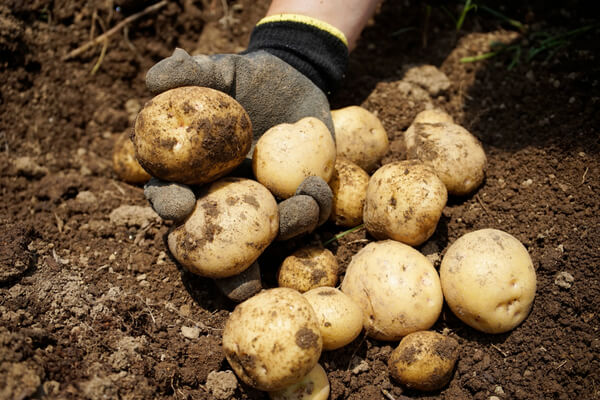 Kartoffeln ernten von Hand