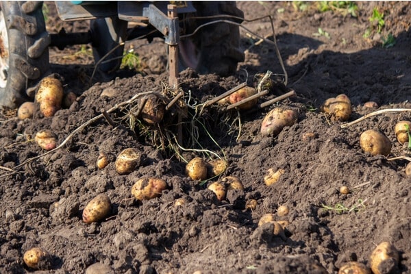 Ernte von Kartoffeln mit Hilfe einer Maschine