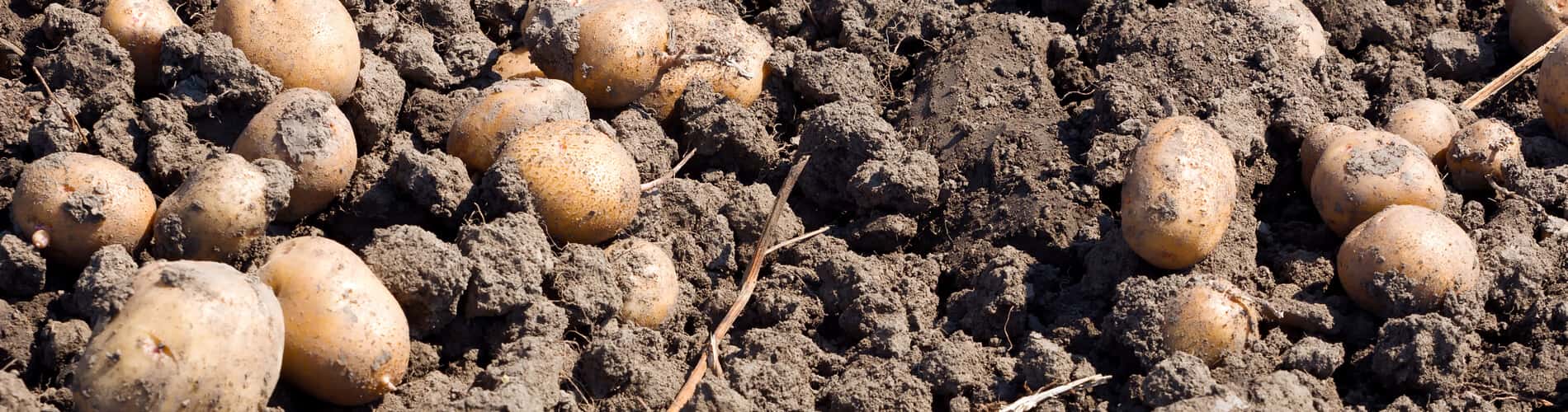 Kartoffeln im eigene Garten: Pflanzung, Pflege, Ernte und Lagerung