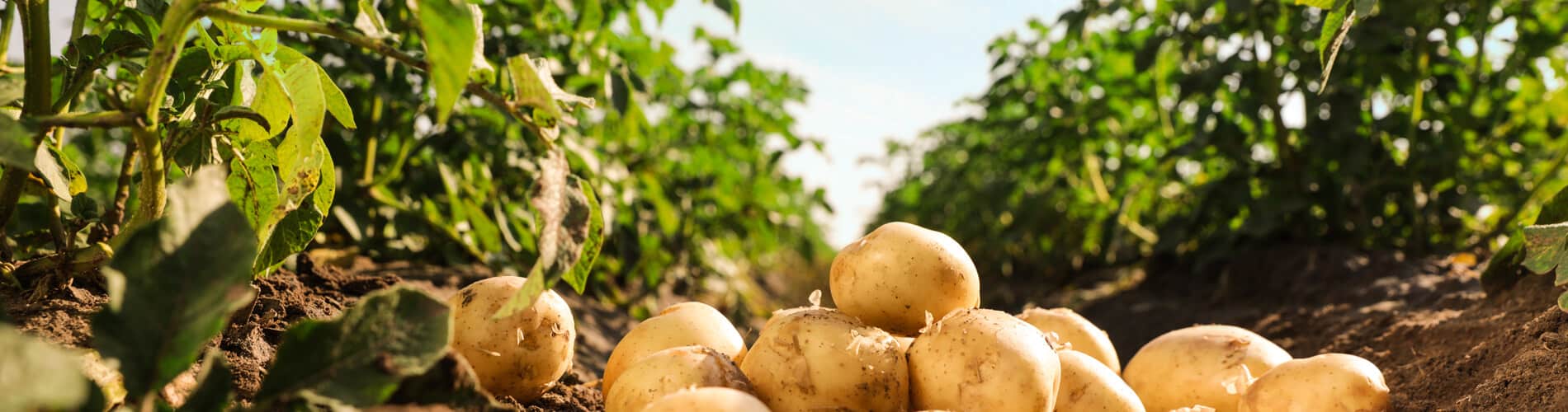 Kartoffelfeld mit geernteten Kartoffeln