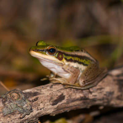 Frosch