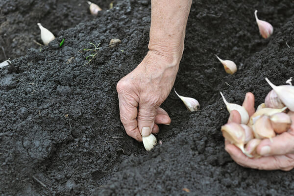 Knoblauch pflanzung