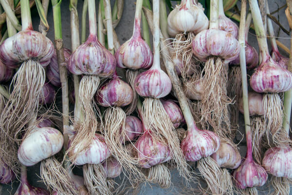 Knoblauch geerntet