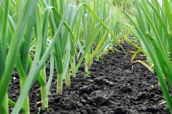 Knoblauch-Pflanze im Garten