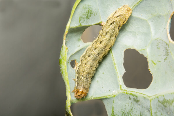 Kohleule als Raupe