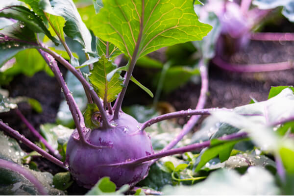 Kohlrabi