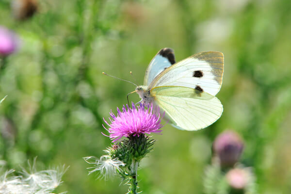 Kohlweissling (Pieris brassicae)