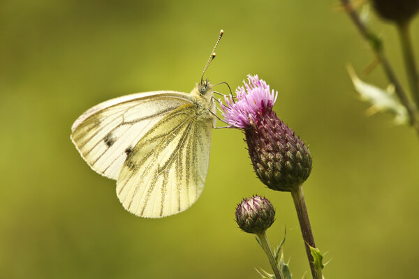 Schmetterling auf Karde