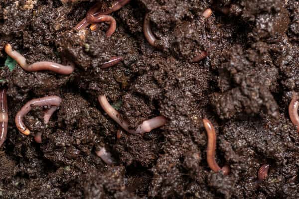Kompost Würmer