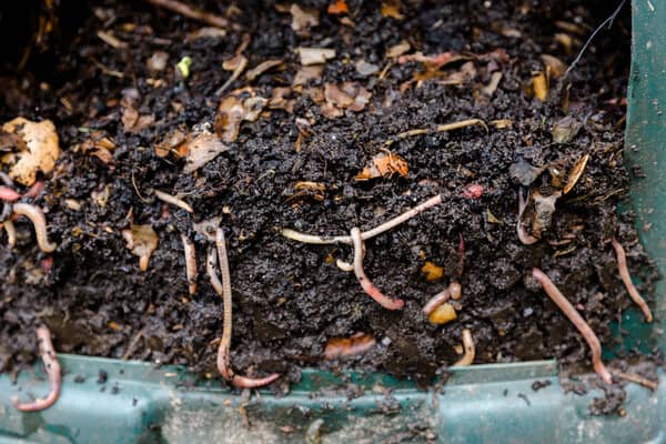 Kompostwürmer als Nützlinge