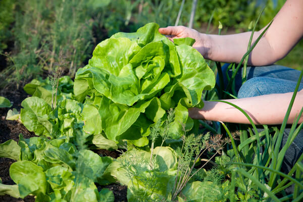 Resistente Gemüsesorten: Kopfsalate