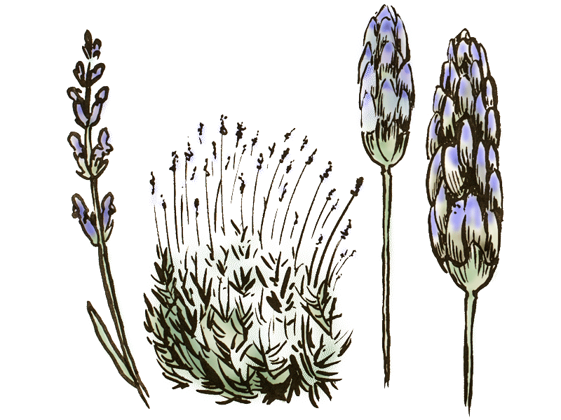 Lavendel-Samen