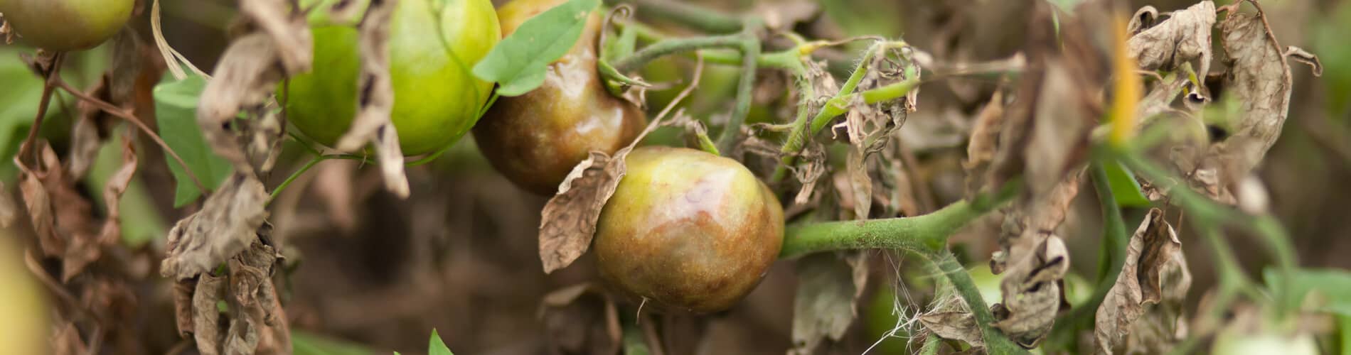 Braun- & Krautfäule an Tomaten vermeiden