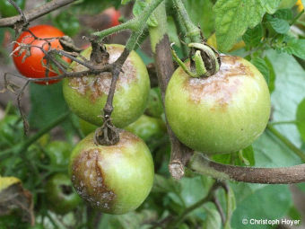 Schad­bild an Tomaten